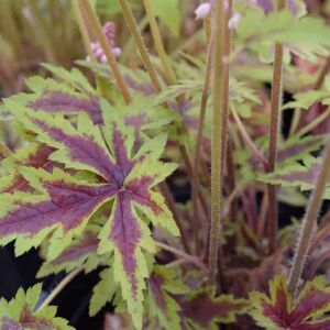 Tiarella 'Sugar and Spice'PBR ---